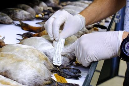 Les chercheurs cataloguent les oiseaux à l'institut. 