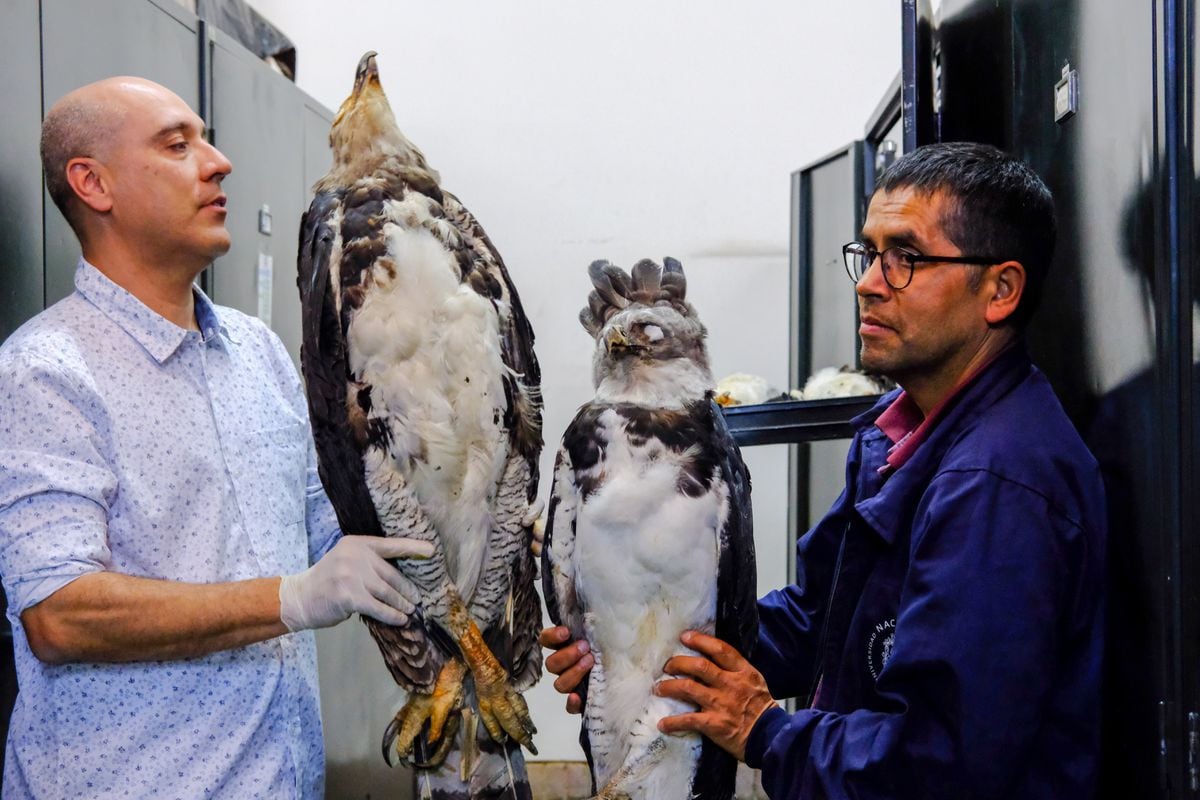 La Colombie se targue d'être le pays le plus diversifié au monde, mais sa collection biologique est en danger