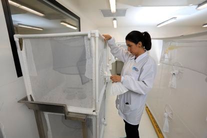 La scientifique Marlene Salazar observe des moustiques dans l’usine du Programme mondial contre les moustiques à Medellín, en Colombie, en août 2023. 