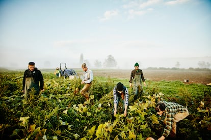 Travailleurs dans une culture de courgettes biologiques, par une matinée brumeuse.