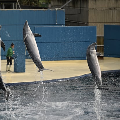 Les Dolphins du zoo de Madrid lors de l'un de ses spectacles, en février 2023.
