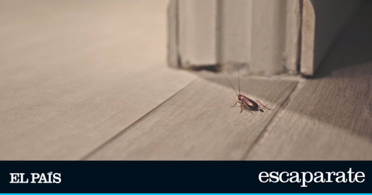 Au revoir aux cafards à la maison: vous avez juste besoin d'une goutte pour finir jusqu'à 50 insectes
