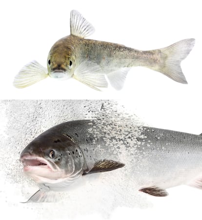 Le jeune saumon, appelé Smolts, subit une transformation profonde avant de commencer leur migration vers la mer. En haut, un smolt; Ci-dessous, un saumon atlantique déjà adulte.