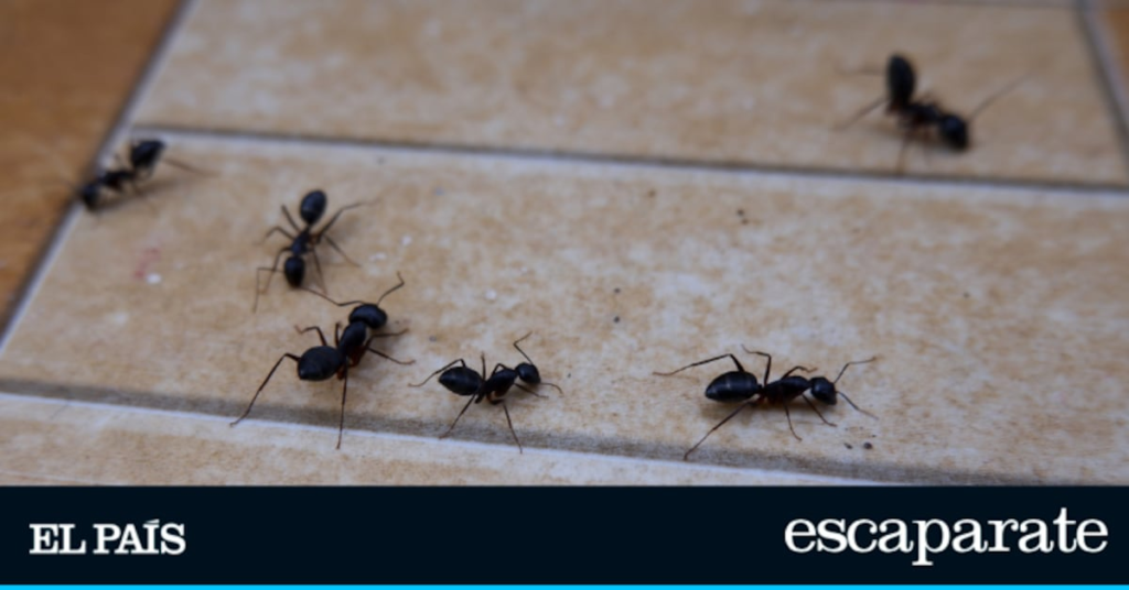 Au revoir aux fourmis: il vous suffit de placer une goutte de ce gel pour les éliminer