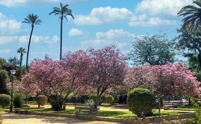 Les jardines du parc José Celestino Mutis à Séville ont été créées par une demande populaire auprès des excédents du programme RAíces.