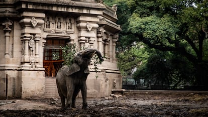 L'élefanta africain Elefanta est vu dans son enceinte dans l'Ecopark de Buenos Aires, quelques jours avant son transfert au sanctuaire des éléphants du Brésil.