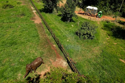 L'éléphant asiatique Mara dans le sanctuaire des éléphants du Brésil au moment de l'arrivée de la nymphose, le 18 avril à Chapada Dos Guimaraes, dans l'État de Matto Grosso.