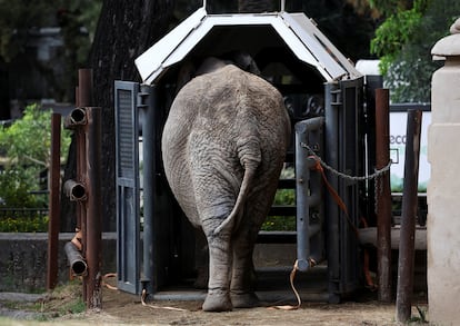 Pupy entre dans une cage dans son enceinte dans l'Ecoparque de Buenos Aires dans le cadre de sa formation pour le transfert de milliers de kilomètres au Brésil. 