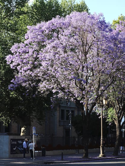 L'Argentine a envoyé, entre 13 autres espèces, à son emblème botanique: le Jacarandá.
