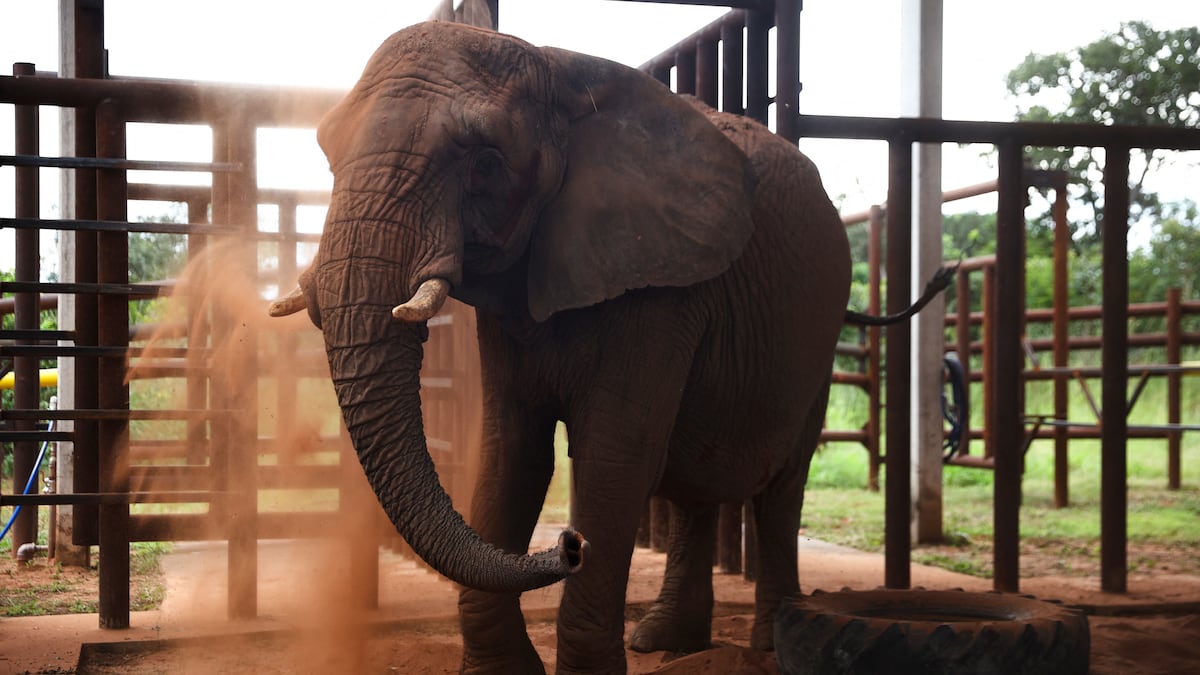 `` Pupy '', le dernier éléphant captif de Buenos Aires, arrive au Brésil pour vivre en liberté