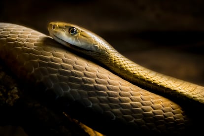 Un mamba noir.