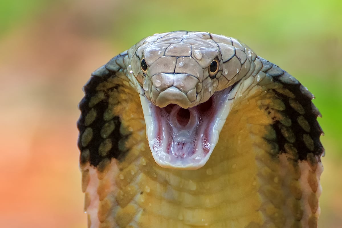 L'homme qui s'est laissé mordre des centaines de fois par des serpents toxiques ouvre la voie à un antidote universel