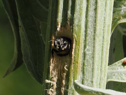 Une abeille de la famille des Megachilidae sortant de son nid dans une tige florale d'un artichaut.