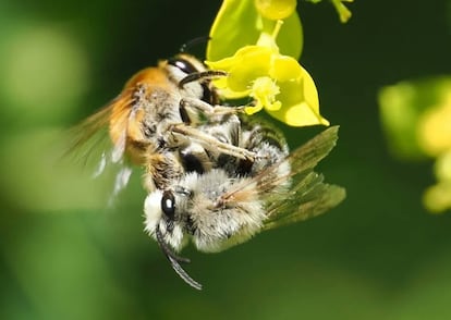 Deux abeilles solitaires du genre Anthofora copulant sur une euphorbia.