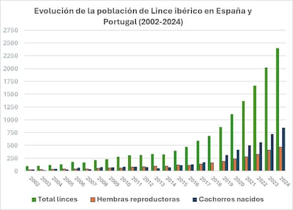 La population de Linces iberian a augmenté de 19% en 2024 par rapport à l'année précédente