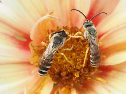 Deux individus du genre Halictus visitant une fleur de Dalia.