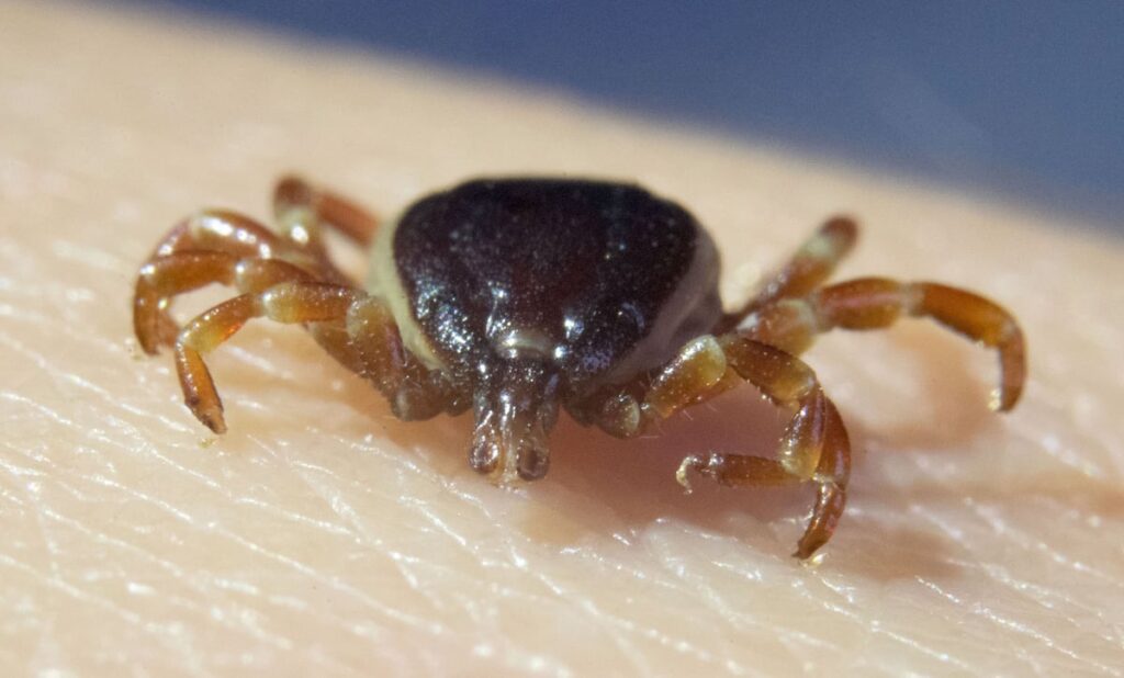 Y a-t-il plus de tiques? Ils gagnent un territoire et il y a des choses que vous ne devriez pas faire s'ils vous mordent