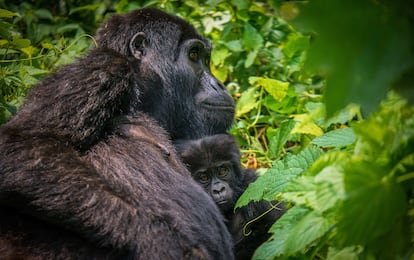 Un orangutana avec sa reproduction dans le parc national impénétrable de Bwindi, dans le sud-ouest de l'Ouganda.