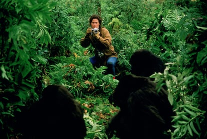 L'actrice américaine Sigourney Weaver joue le naturaliste Dian Fossey, étudiant le gorille de la montagne Rwanda dans le film «Gorillas in La Mist», en 1988. 