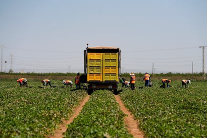 Les immigrants collectent du melon dans une ferme entre La Palma et Torre Pacheco