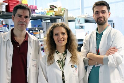 De gauche à droite, le biologiste David Sancho et les pharmacologues Annalaura Mastrangelo et Iñaki Robles, au National Cardiovascular Research Center, à Madrid.