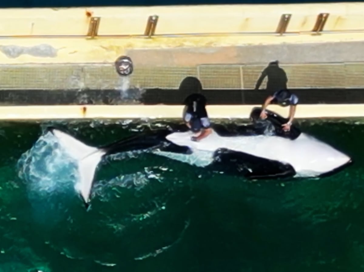 Controverse en France par les images d'un entraîneur se masturbant l'Orca «Keijo», piégée dans les limbes du parc aquatique de Marineland