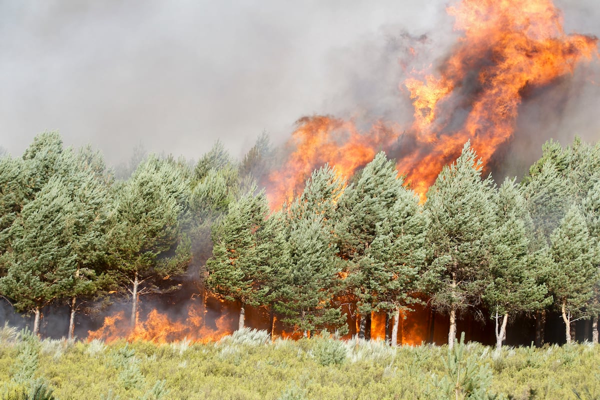 Dernière heure d'incendie en Espagne, en direct | Le feu entre Zamora et Orolinse reste incontrôlé et force à expulser 1 700 personnes