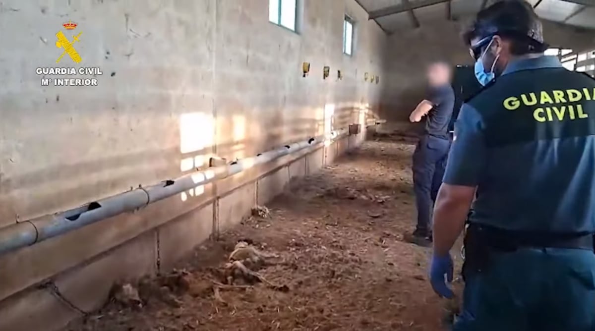 «  El Patilla '', le chasseur d'Extrémradura qui a tué 32 chiens de faim et soif pendant deux mois