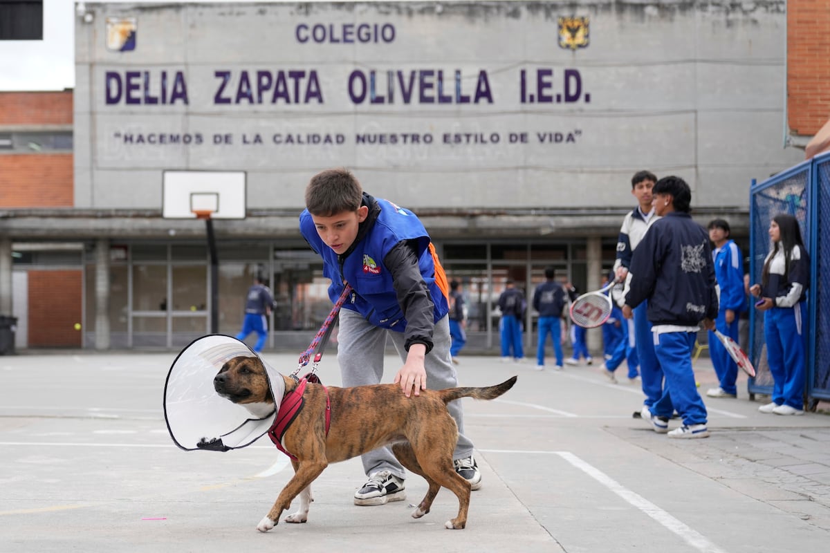 Un refuge canin dans une école de Bogotá donne une seconde chance à des centaines de chiens