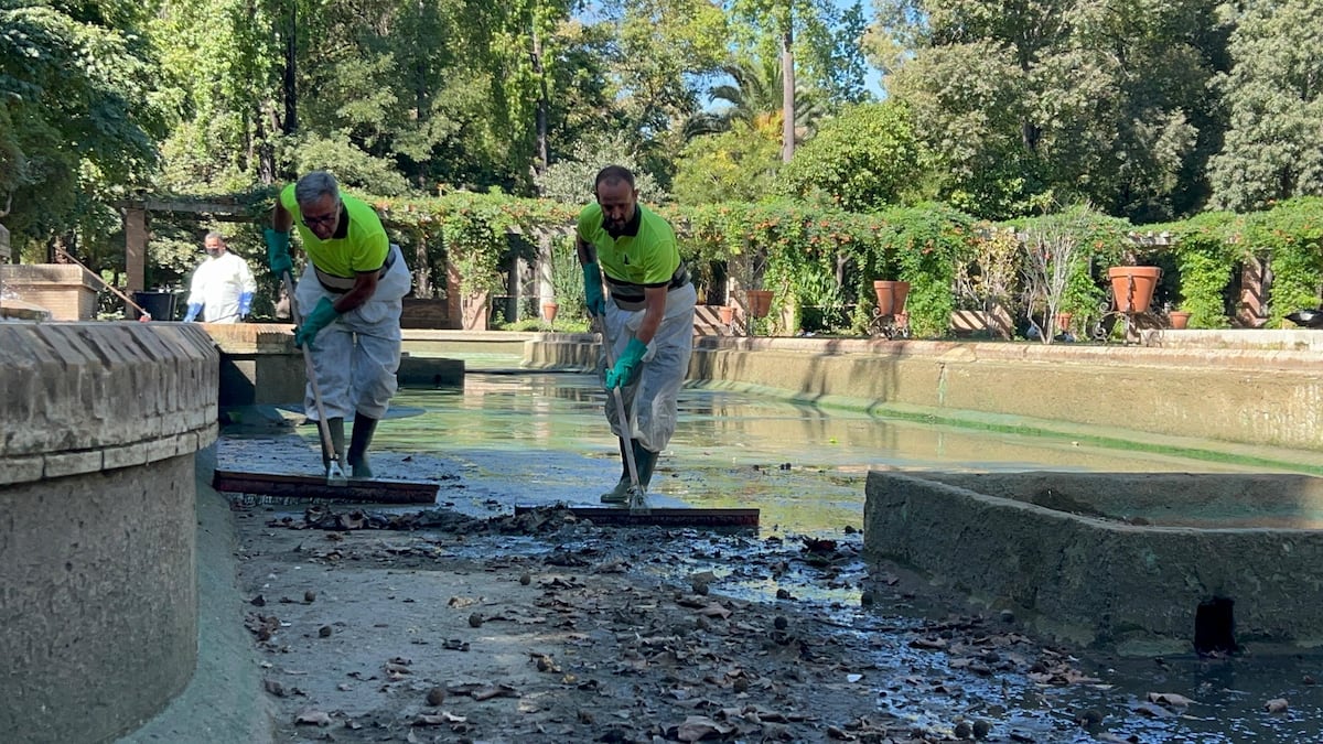 Malaga ferme un parc et des autres à Séville pour la mort des oiseaux face à une suspicion de la grippe aviar