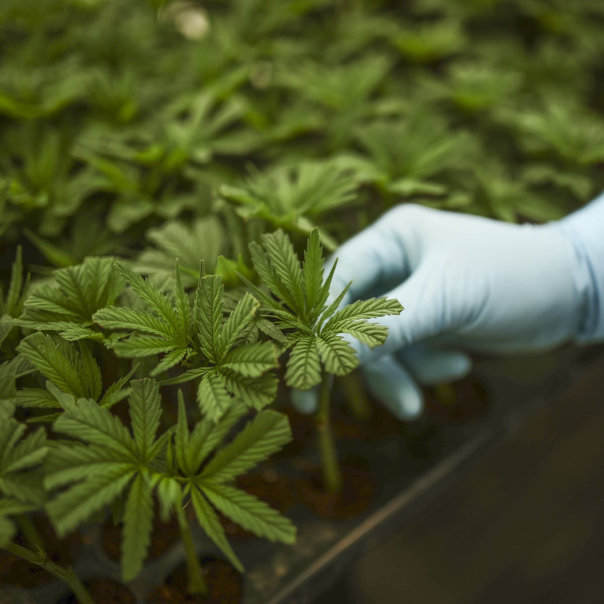 Le cannabis médical arrivera dans les hôpitaux (mais pas dans les pharmacies)