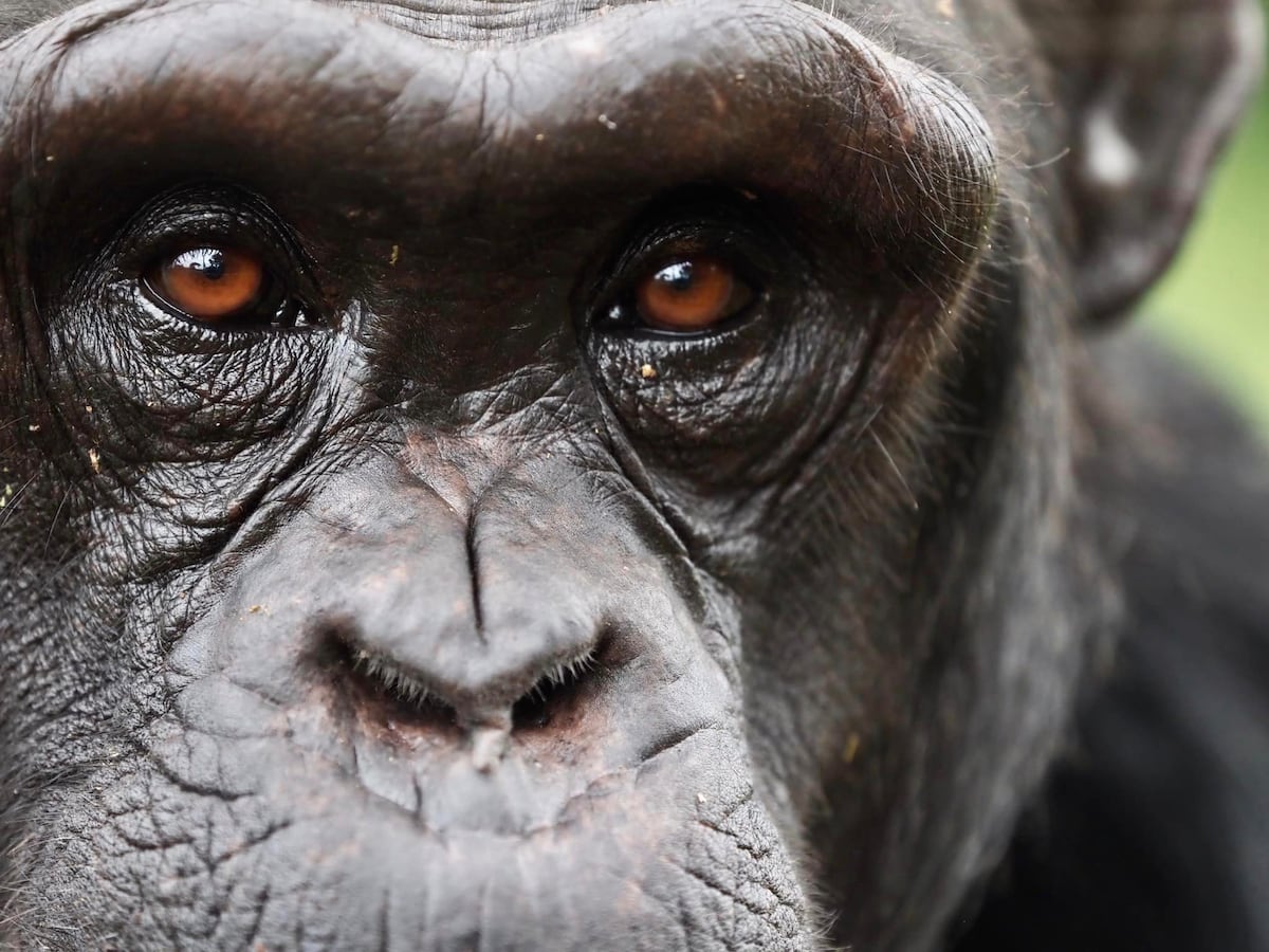 Nous partageons la planète avec « un autre être rationnel » : les chimpanzés changent de croyance face à de nouvelles preuves