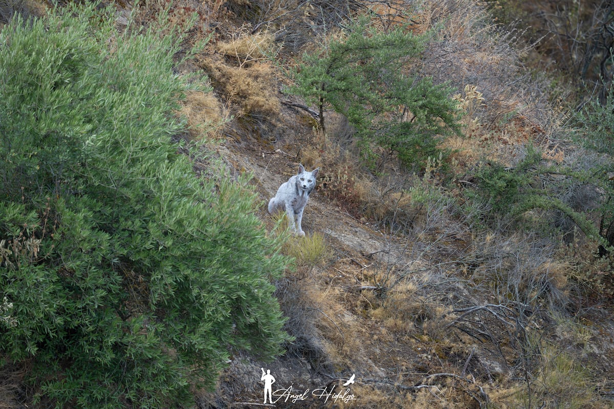 Un photographe enregistre pour la première fois un lynx ibérique blanc : la couleur mystérieuse de 'Satureja'