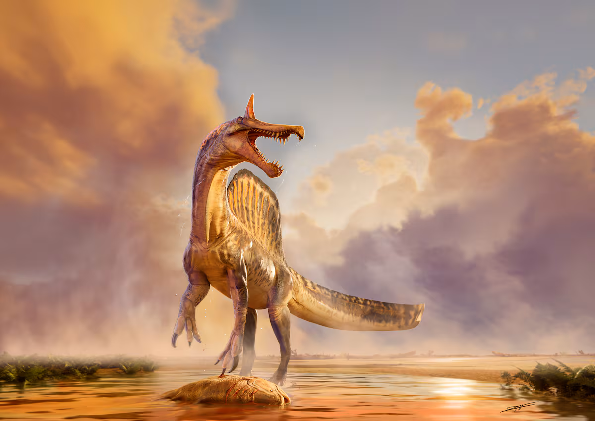 Un « merveilleux » dinosaure de 13 mètres avec une crête colorée découvert dans le désert du Sahara