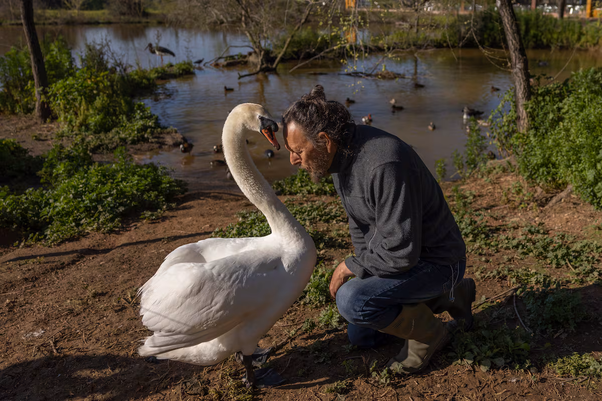 Le dernier refuge du cygne veuf : la réserve ornithologique de La Cañada de los Pájaros est confrontée à son propre danger d'extinction