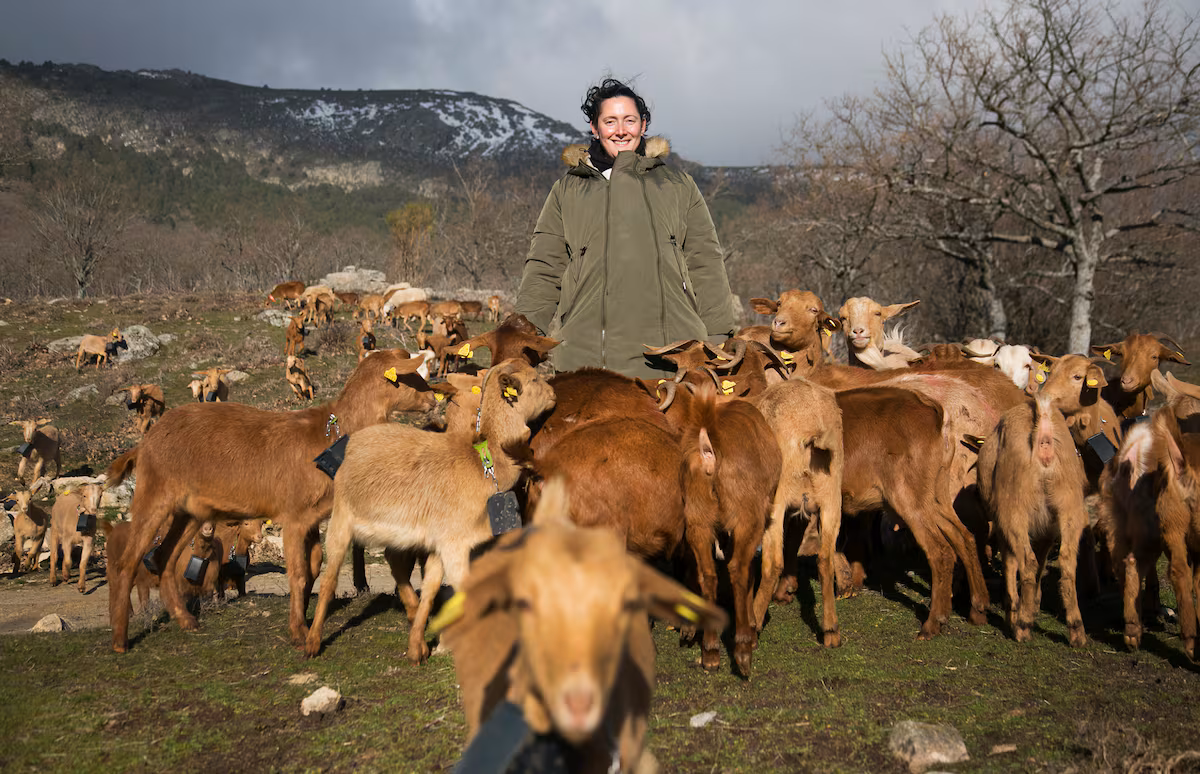 Des bergers qui facturent entre 3 000 et 6 000 euros par an pour nettoyer les montagnes avec des « moutons pompiers »