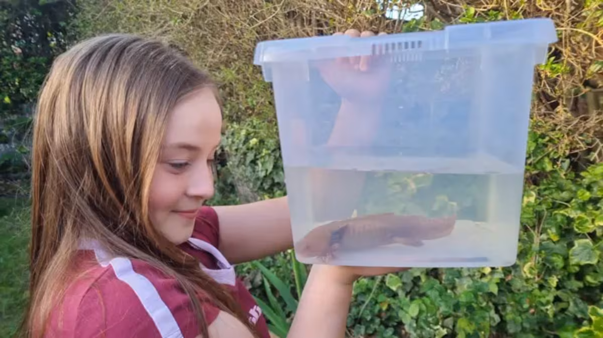 Une fille trouve le premier axolotl mexicain sauvage au Royaume-Uni : il en reste moins de 1 000 dans le monde
