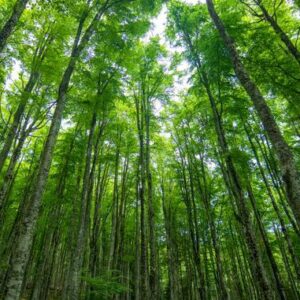 Les forêts académiques sont des joyaux cachés de l’enseignement supérieur (opinion)